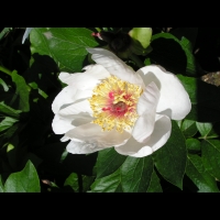 Paeonia cv Chalice (fam. Paeoniacees) (2)
